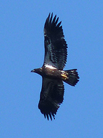 Juvenile Bald Eagle Bird Photo Vancouver BC