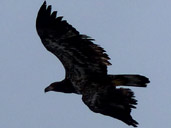 Juvenile Bald Eagles Photos Brackendale Squamish BC Canada 