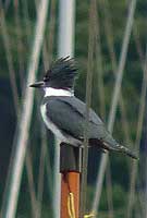 Kingfisher Photograph Vancouver Coal Harbour 