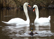 Photobomb Mallard Duck w. Mute Swan Pair Waterfowl Photograph