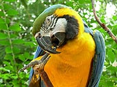 Macaw Parrot Photo Bloedel Conservatory Queen Elizabeth Park Vancouver BC 