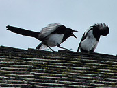 Magpies Bird Photo Banff AB