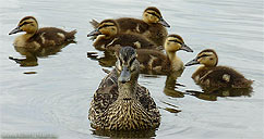 Mallard Duck w. Ducklings  Photograph  in Lost Lagoon Vancouver BC