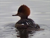 Female Meganser Photo Lost Lagoon Vancouver 