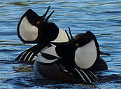 Hooded Merganser Courtship Display Duck Photograph