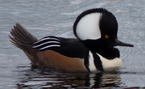 Hooded Merganser Waterfowl Photo Vancouver Canada 