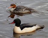 Merganser Pair Waterfowl Photo Lost Lagoon Vancouver 