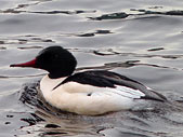 Merganser Black Waterfowel Photo Vancouver Canada 