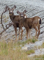 Mule Deer Photographs Dow and Fawn Deers 