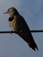 Flicker Bird Photo Vancouver BC Canada 