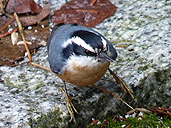 Rebreasted Nuthatch Songbird Photo Stanley Park Vancouver