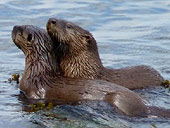 River Otters English Bay Vancouver BC 