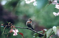 bird photo Red Finch in a Blossoming Cherry Tree Photo Vancouver West End