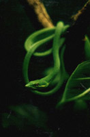 Photo Green Snake Vancouver Aquarium British Columbia Canada