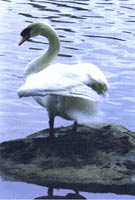  Swan Photograph Lost Lagoon British Columbia Canada