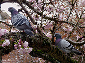 Purple Pigeons in a Cherry Tree Urban Birds Photograph 