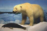 Polar Bear Photograph, Manitoba Musuem Winnipeg.