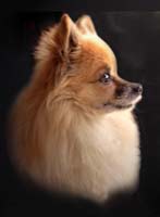 Pomeranian Dog Portrait Photograph / Photographer Vancouver BC