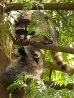 Baby Raccoons Playing Photo Stanley Park Vancouver Canada 