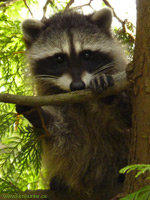 Baby Raccoon Photograph Vancouver Stanley Park Canada 