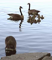 Canada Geese Goslings & Raccoon Photo Wildlife Photography Vancouver BC 