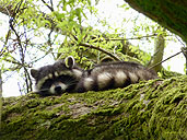 Raccoon Mom Hiding in a Tree Photo Vancouver Canada 