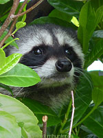 Raccoon Photo West Coast Canadian Wildlife Photo