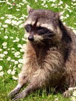 Raccoon photograph, wildlife photo British Columbia Canada