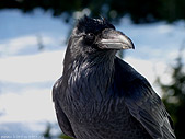 Raven Photo Mount Seymour North Vancouver BC 