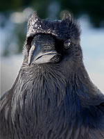 Raven Portrait Bird Photo Seymour Mountain BC 