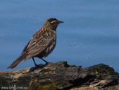 Female Redwinged Blackbird Photo 