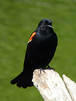 Redwinged Blackbird Photograph Singing Male Black Bird Photo Vancouver Canada 