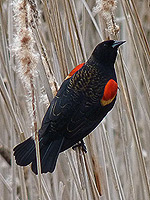 Red-Winged Bird Photo Vancouver BC Canada