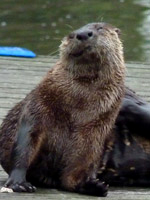 River Otter Photo Stanley Park Nature House Vancouver Canada 