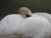 Romantic Swan Free Desktop Image 