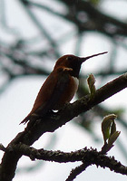 Rufus Hummingbird Photo Stanley Park Vancouver