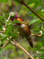 Rufus Hummingbird Photograph Vancouver Canada 