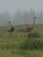 Sandhill Crane Photo Churchill MB Canada 