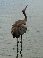 Sandhill Crane Photo Reifel Migratory Bird Sanctuary