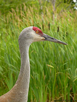 Sandhill Crane Photo Reifel Migratory Bird Sanctuary