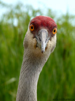 Sandhill Crane Funny Bird Portaits Photo Vancouver Delta BC Canada 