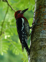 Sapsucker Photograph 