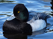 Lesser Scaup Photograph Lost Lagoon Stanley Park Vancouver 