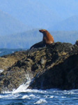 Sea Lion Photograph Canada West Coast Ocean Wildlife Photo