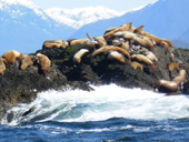 Sea Lion Photograph Canada West Coast Ocean Wildlife Photo