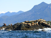 Sea Lion Photograph Canada West Coast Ocean Wildlife Photo