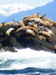 Sea Lion Photograph Canada West Coast Ocean Wildlife Photo