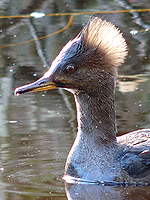 Cormorant Waterfowl Photo Vancouver English Bay