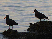 Oyster Catchers Vancouver English Bay Waterfowel Photos 