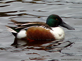 Shoveler Duck Photograph Stanley Park Vancouver 